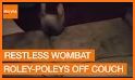 Wombat Wisdom related image