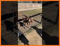 Impish Goat Escape - A2Z related image