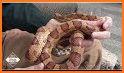 Global Snake Identification and Education related image