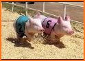 Pig Racing car - Fun Kids happy pig racing related image