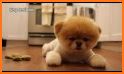 Boo - The World's Cutest Dog related image