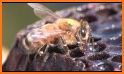 Beekeeping and Hive Tracking Plus related image