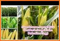 tips cara menanam jagung manis tahan hama penyakit related image