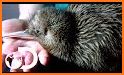 Kiwi Bird Rescue related image