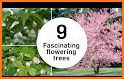 Flowering Tree related image