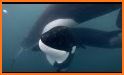 ORCA related image