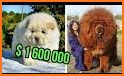 The most Expensive Dog related image