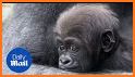 Bronx Zoo App related image