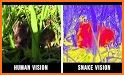 Dog vision related image