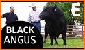 Black Angus related image