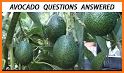 Belove Avocado Seed - Draw The Line related image