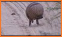 Armadillo related image