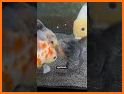 Fish Feeding : Hungry Fish related image