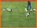 Puppy Pointer Run related image