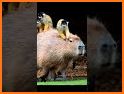 Cuida a Capybara related image