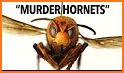 Murder Hornet related image