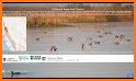 Waterfowl Tracker related image