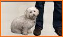 Simple Puppy - Pet Sitters, Dog Walkers & Groomers related image