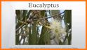 EUCLID Eucalypts of Australia related image