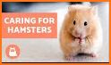Cute Hamster Pet for Kids related image