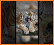 Things Tiger Saybout Puzzles related image