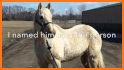 My Horse Stories related image