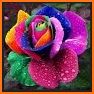 Beautiful Roses related image