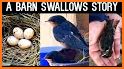 Barn Swallow TB04 related image