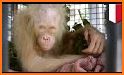 Happy Orangutan - palm oil related image