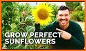Grow Sunflowers related image