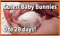 Baby Bunny - The Cutest Pet Caring related image