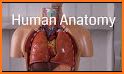 Human Anatomy Learning - 3D related image