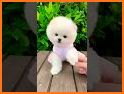 Cute White Puppy Keyboard Background related image