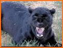 Black Leopard Rescue related image