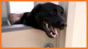 Kennelwood Pet Resorts related image