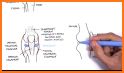 Orthopedic Anatomy related image