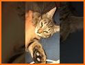 thecatvibess related image