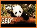 Panda Run : Panda in the Wild Jungle Adventures related image