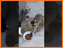 Mischievous Raccoon Escape related image
