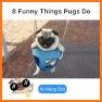 Pug Emojis + related image