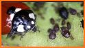 Wallpaper Ladybug Live related image
