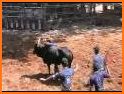 Bull Fighting Pro - jallikattu related image