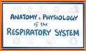 Respiratory System Anatomy related image