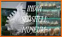Shell Museum: Identify Shells related image