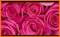 Pink Lovely Roses Keyboard Background related image