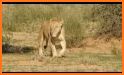 Lioness Travel related image
