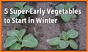 Vegetable Garden–Plant Growth related image