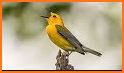 Bird Calls, Sounds & Ringtones related image