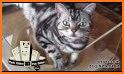 Mollycoddle Home Pet Care related image