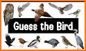 GG Birds Quiz related image